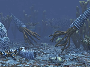 Squid-like Orthoceratites attempt to make meals of trilobites Squid-like Orthoceratites attempt to make meals of trilobites