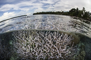 Staghorn corals thrive on a reef in the Solomon Islands Staghorn corals thrive on a reef in the Solomon Islands
