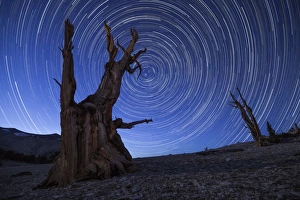 Star trails above an ancient bristlecone pine tree, California Star trails above an ancient bristlecone pine tree, California