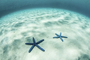 Starfish on a brightly lit seafloor in the tropical Pacific Ocean Starfish on a brightly lit seafloor in the tropical Pacific Ocean