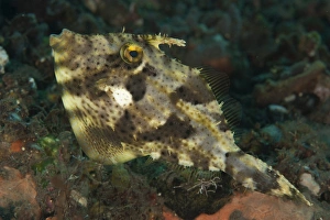 Strap-weed filefish Tulamben, Bali, Indonesia Strap-weed filefish Tulamben, Bali, Indonesia