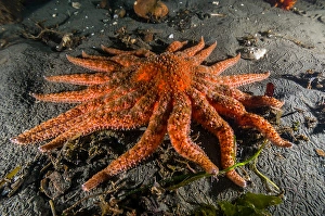 Pacific Northwest Wildlife Prints: Sunflower star