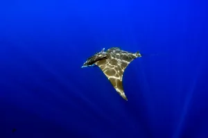 South America Marine Life Prints: Sunlight shining through the light on a mobula ray