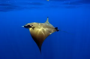 Blue Background Photography Prints: Sunlight shining through the light on a mobula ray
