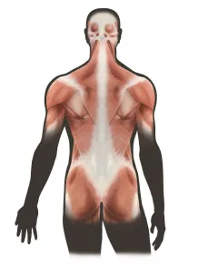 Human Muscular System Prints: Surface layer of back muscles
