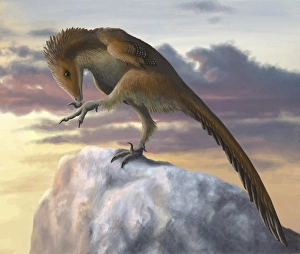 Talos sampsoni, a small troodontid from the late Cretaceous period Talos sampsoni, a small troodontid from the late Cretaceous period