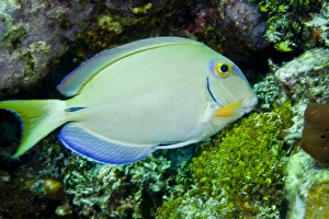 A tang fish eating plant growth off the coast of Key Largo, Florida A tang fish eating plant growth off the coast of Key Largo, Florida