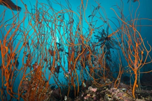 Tangle of wiry red corals with black crinoid Tangle of wiry red corals with black crinoid