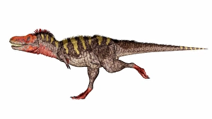 White Background Wildlife Art Prints: Tarbosaurus dinosaur running quickly