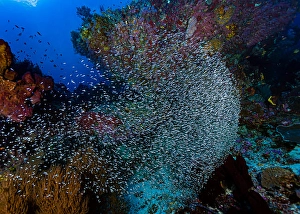Coral Reef Ecosystem Photos Prints: Thousands of tiny fish amongst a reef in Halmahera