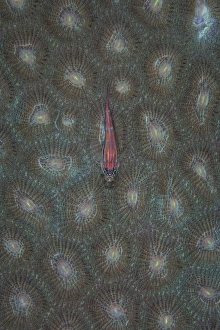 A tiny ghost goby lies on the polyps of a coral colony A tiny ghost goby lies on the polyps of a coral colony