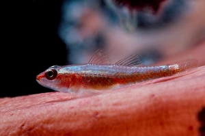 Lembeh Strait Fish Prints: A tiny goby rests on the soft coral