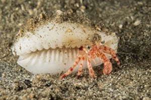 Wildlife Photography In Indonesia Prints: Tiny red hermit crab with white conch shell