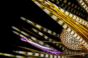 Symbiotic Relationship In Nature Prints: A tiny white-striped urchin shrimp
