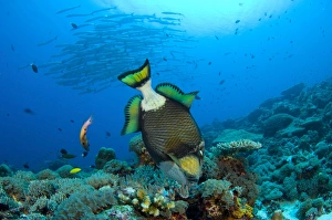 Titan triggerfish picking at coral, Solomon Islands Titan triggerfish picking at coral, Solomon Islands