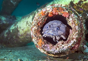 A toadfish inside a pipe cavity A toadfish inside a pipe cavity