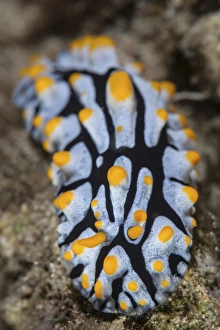 A toxic nudibranch crawls slowly across a reef A toxic nudibranch crawls slowly across a reef