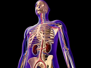 Transparent view of human body showing kidney and skeletal system Transparent view of human body showing kidney and skeletal system