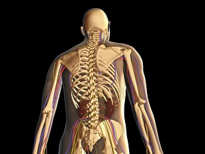 Transparent view of human body showing skeleton, kidney and nervous system Transparent view of human body showing skeleton, kidney and nervous system
