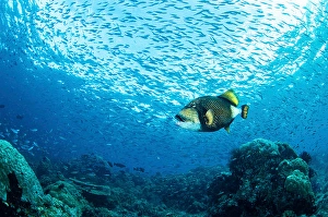 Raja Ampat Indonesia Prints: A triggerfish swims with a school of small fish
