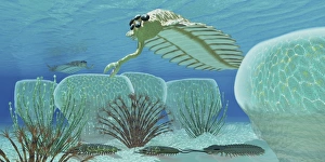 Trilobites try to hide from predator Opabinia Trilobites try to hide from predator Opabinia