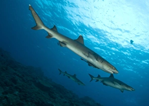 A trio of whitetip reef sharks, Kimbe Bay, Papua New Guinea A trio of whitetip reef sharks, Kimbe Bay, Papua New Guinea