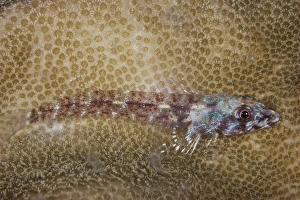 Triplefin Blenny lays on some coral, Papua New Guinea Triplefin Blenny lays on some coral, Papua New Guinea