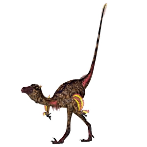 Theropod Dinosaurs Prints: Troodon dinosaur walking