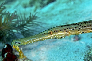 Trumpetfish (Aulostomus maculatus) close-up of head Trumpetfish (Aulostomus maculatus) close-up of head