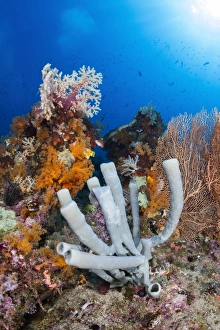 Tube sponge on coral reef in Raja Ampat, Indonesia Tube sponge on coral reef in Raja Ampat, Indonesia