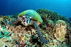 Eretmochelys Imbricata Species Prints: A turtle gazes at its own reflection in the camera lens
