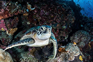 North Sulawesi Wildlife Prints: A turtle rests on a ledge on a coral reef