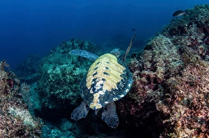 Sea Turtles Prints: A turtle shows off it's beautiful shell