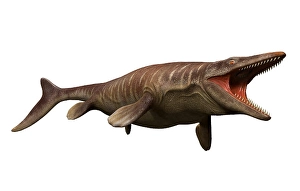 White Background Dinosaur Image Prints: Tylosaurus isolated on a white background