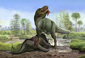 Tyrannosaurus Rex eats the carrion of a dead Triceratops Tyrannosaurus Rex eats the carrion of a dead Triceratops