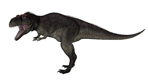 Carnivorous Dinosaur Prints: Tyrannotitan dinosaur roaring, white background