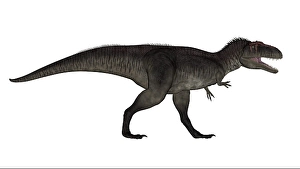 Fierce Prehistoric Creatures Prints: Tyrannotitan dinosaur, white background