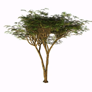 The umbrella thorn acacia tree on white background The umbrella thorn acacia tree on white background