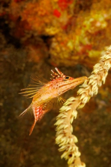 Tropical Fish Underwater Prints: The underside of a longnose hawkfish