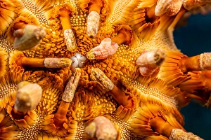 Echinoderm Images Prints: The underside of the rough-spined urchin