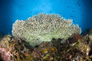 Underside of a table coral, Papua New Guinea Underside of a table coral, Papua New Guinea