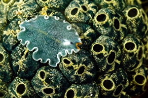 Underwater Sea Life Prints: Undescribed flatworm on tunicates