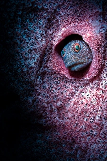 Philippine Sea Creatures Prints: Unknown blenny inside a barrel sponge