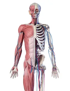 Human Anatomy Prints: Upper body front view of skeletal