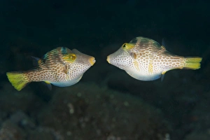 Valentinnis sharpnose puffer face to face in territorial behavior, Bali Valentinnis sharpnose puffer face to face in territorial behavior, Bali