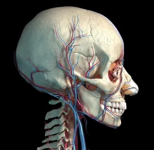Biomedical Artwork Images Prints: Vascular system of the human head