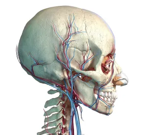 Biomedical Artwork Images Prints: Vascular system of the human head