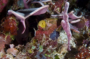 A velvet ghost pipefish amongst colorful coral A velvet ghost pipefish amongst colorful coral