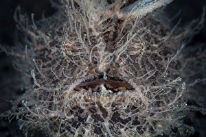 Front view of a hairy frogfish Front view of a hairy frogfish