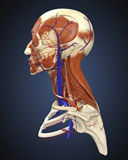 Side view of human face with bones, muscles, and circulatory system Side view of human face with bones, muscles, and circulatory system